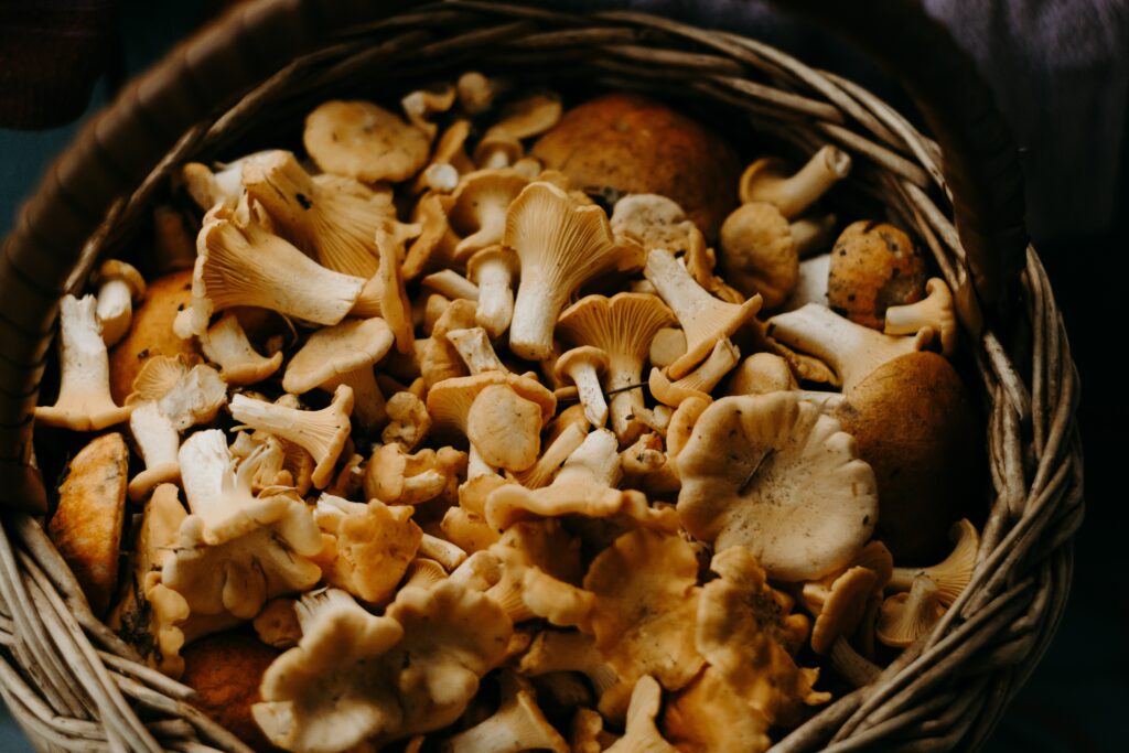 Bowl of mushrooms; best mushrooms for gut health