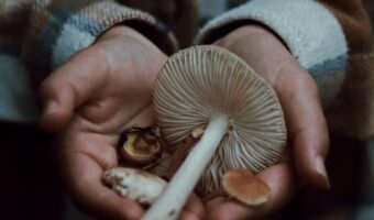 Holding mushrooms; the best mushrooms for gut health