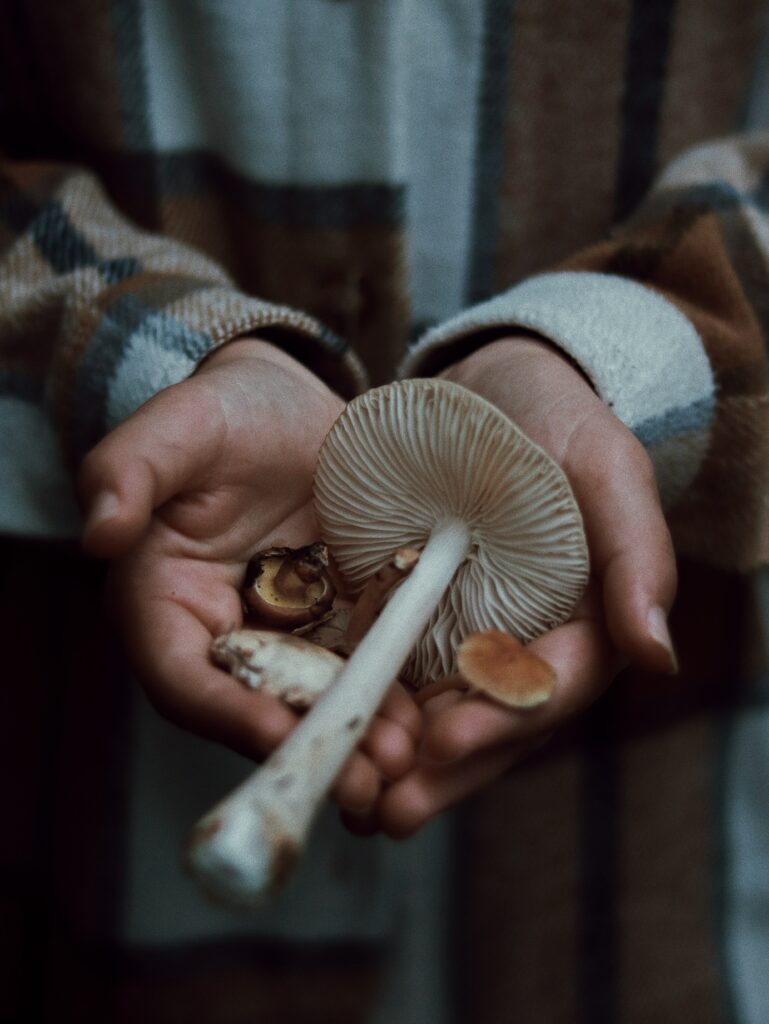 Holding mushrooms; the best mushrooms for gut health